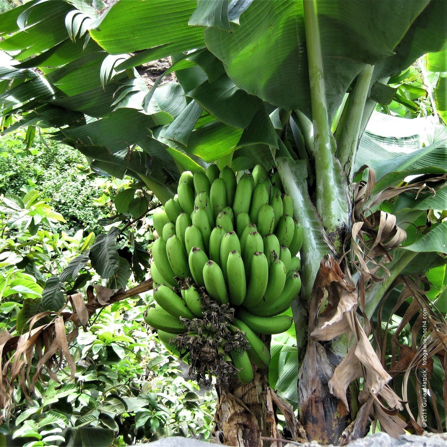 Süß, durch und durch. Die Banane. Das Klima, die Nähe zum Meer, die Bodenbeschaffenheit, die Auswahl der Pflanzen, verleihen der Madeira Banane ihren intensiven Geschmack und ihre einzigartige Süße. Was für ein Energiespender! Gelbe Schale und die ersten braunen Pünktchen, so sollte man sie essen. Madeira, Portugal.