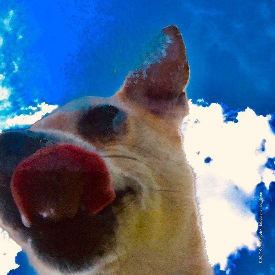 Neue Perspektiven. Da entgeht kein Krümel. Perspektiven, die wir normalerweise nicht wahrnehmen. Traut euch mal, Hunde auf Augenhöhe näher kennenzulernen.