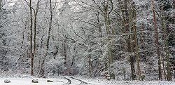 Winterwald, Torgelow
