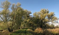 Uecker-Deich, Liepgarten