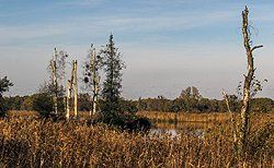 Uecker-Schilf, Eggesin