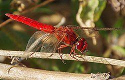 Sonnenaufgang über Skagerrak Sonnenaufgang über Skagerrak