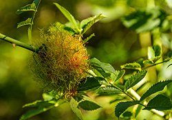 Sonnenaufgang über Skagerrak Sonnenaufgang über Skagerrak