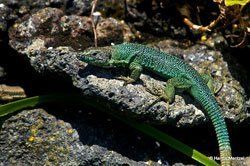 Sonnenaufgang über Skagerrak Sonnenaufgang über Skagerrak