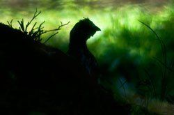 Sonnenaufgang über Skagerrak Sonnenaufgang über Skagerrak