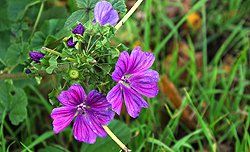Sonnenaufgang über Skagerrak Sonnenaufgang über Skagerrak
