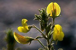 Sonnenaufgang über Skagerrak Sonnenaufgang über Skagerrak