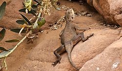 Feldskorpion im Wadi Finan, Jordanien