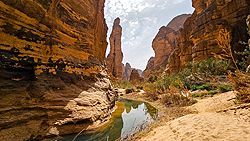 Feldskorpion im Wadi Finan, Jordanien