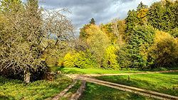 Feldskorpion im Wadi Finan, Jordanien