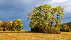 Feldskorpion im Wadi Finan, Jordanien