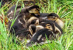 Sonnenaufgang über Skagerrak Sonnenaufgang über Skagerrak