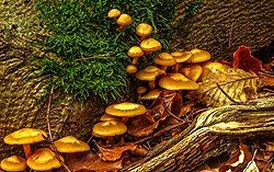 Sonnenaufgang über Skagerrak Sonnenaufgang über Skagerrak