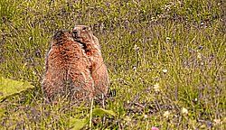 Sonnenaufgang über Skagerrak Sonnenaufgang über Skagerrak