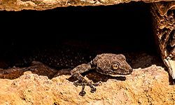 Fächerfinger-Gecko, Jordanien