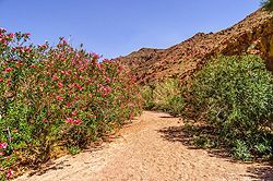 Oleander im Dana-Tal, Jordanien