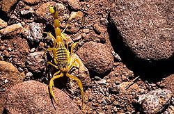 Feldskorpion im Wadi Finan, Jordanien