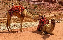 Dromedare in Petra, Jordanien