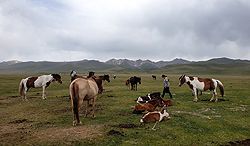 Feldskorpion im Wadi Finan, Jordanien