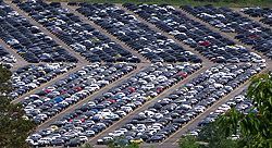 Oleander im Dana-Tal, Jordanien