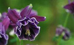 Feldskorpion im Wadi Finan, Jordanien
