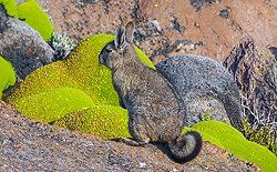 Sonnenaufgang über Skagerrak Sonnenaufgang über Skagerrak