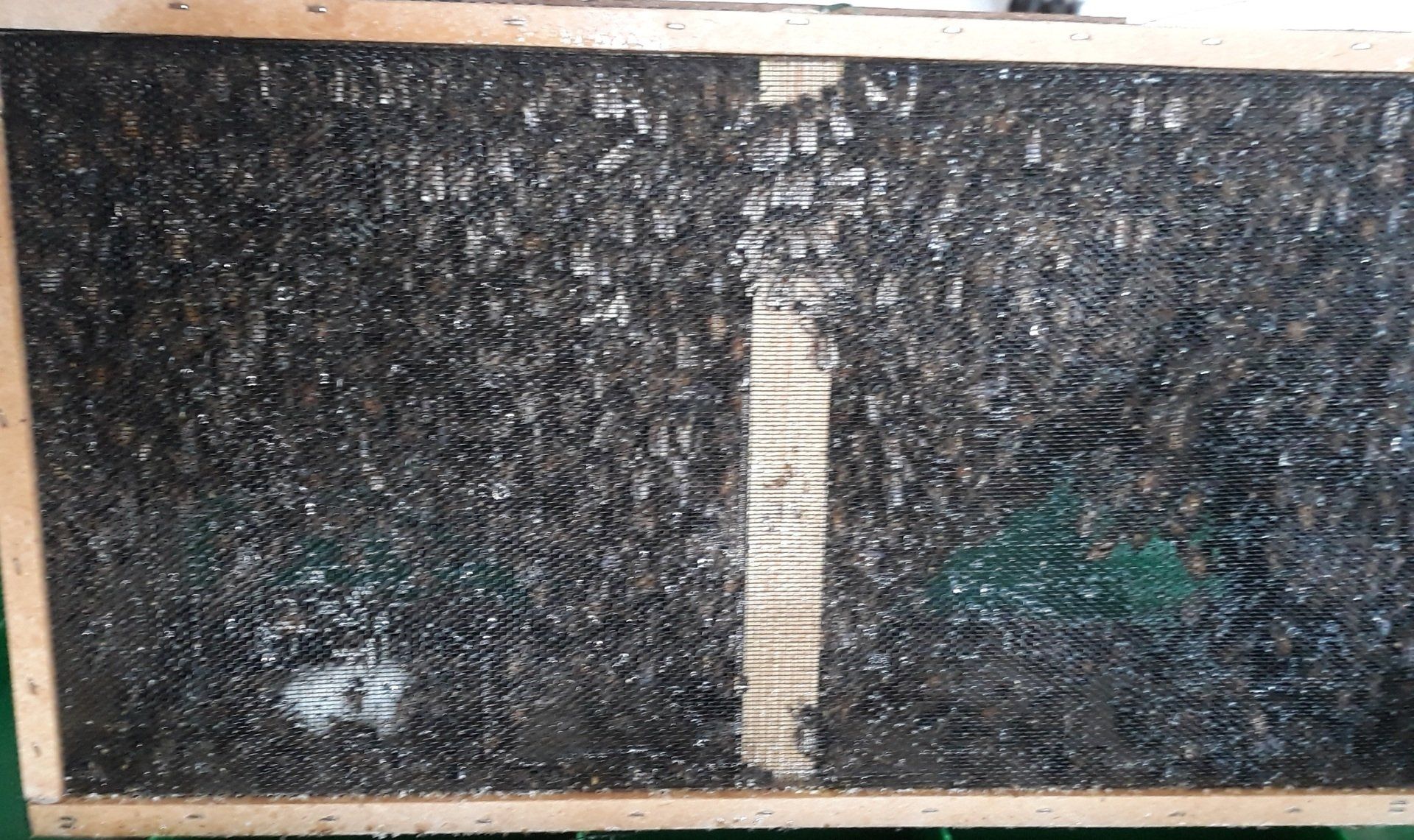 Summ, summ Entspannung_Bienen