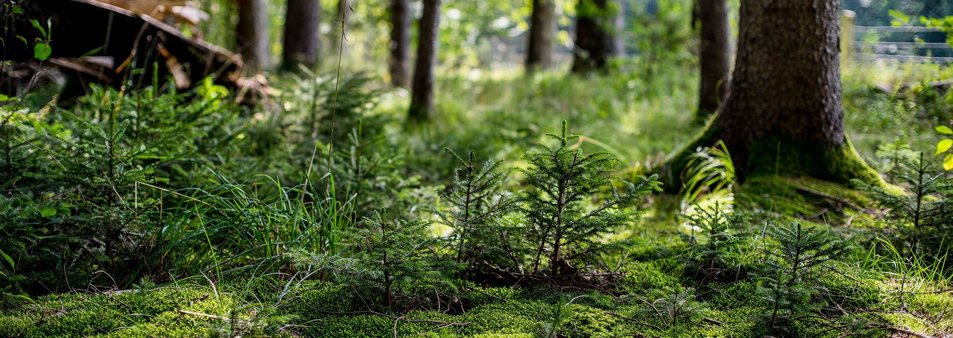 Traumasensitives Yoga in Schongau