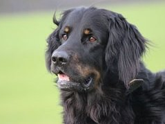 Damonti von der Hexenbuche