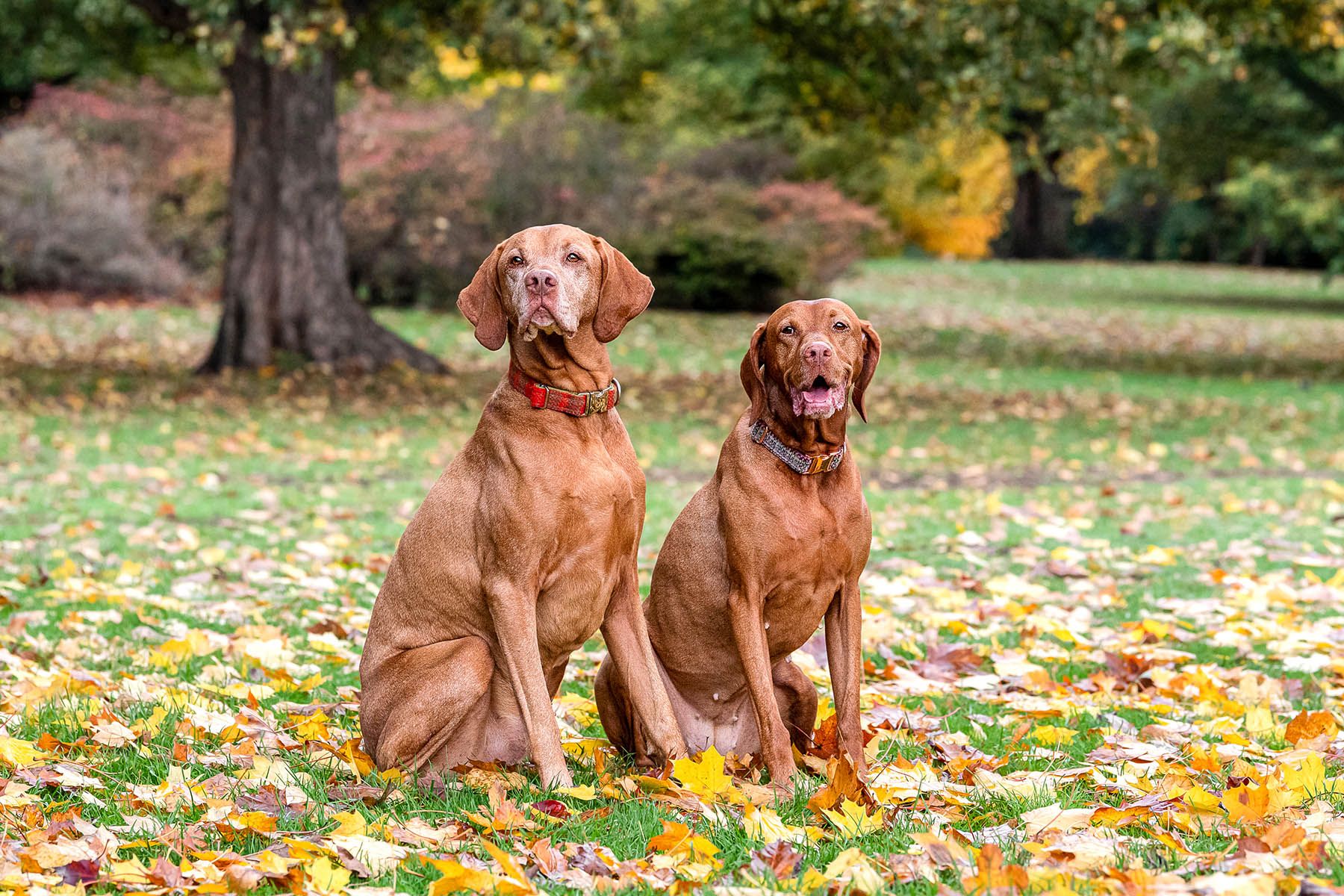Two beautiful Pointer dogs sat on the grass surrounded by autumnal leaves
