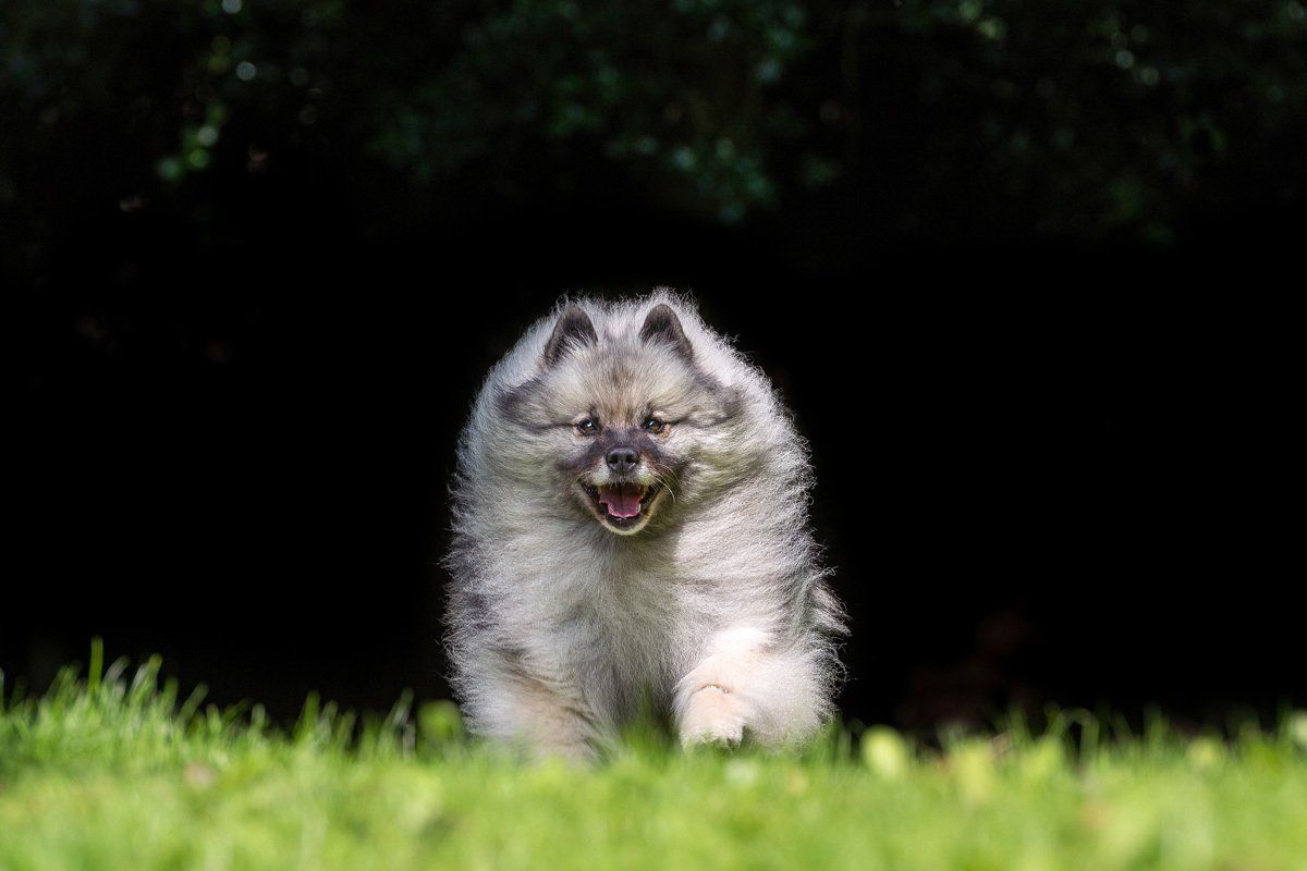 A beautiful fluffy Keeshond running towards the camera.