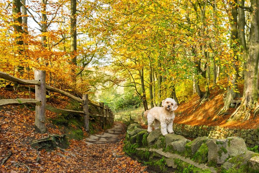 Beautiful Cavapoo dog stood on a wall surrounded by trees and leaves on the floor in Autumn.