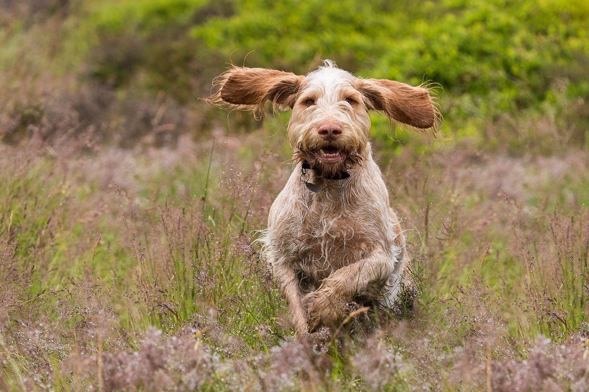 A beautiful Italian Spinone dog pops up from the greenery on Baildon Moors.
