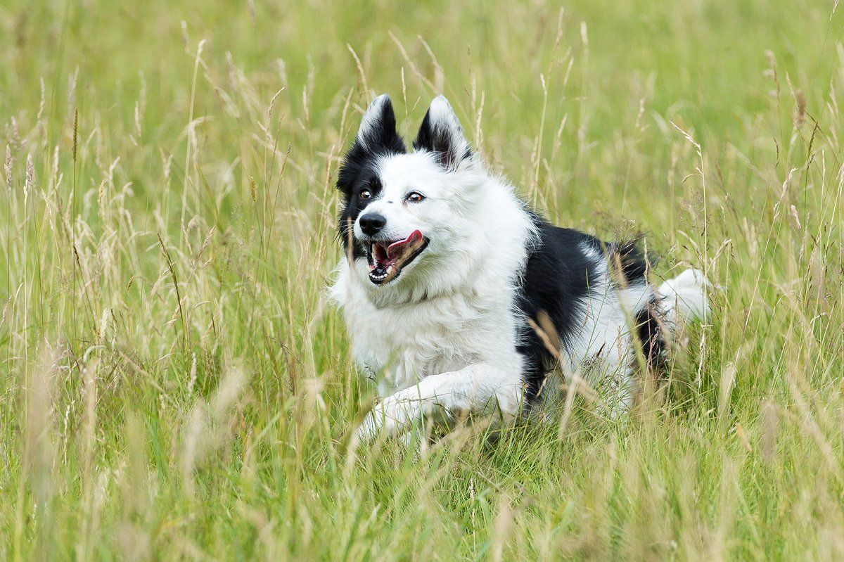 A mischievous Border Collie bounds through the fields at Calverley Woods.