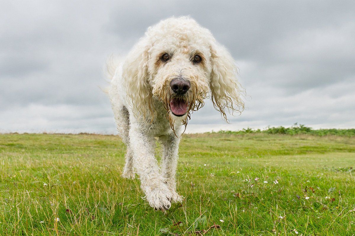 Beautiful Labradoodle dog stares in to the camera on Baildon Moors.