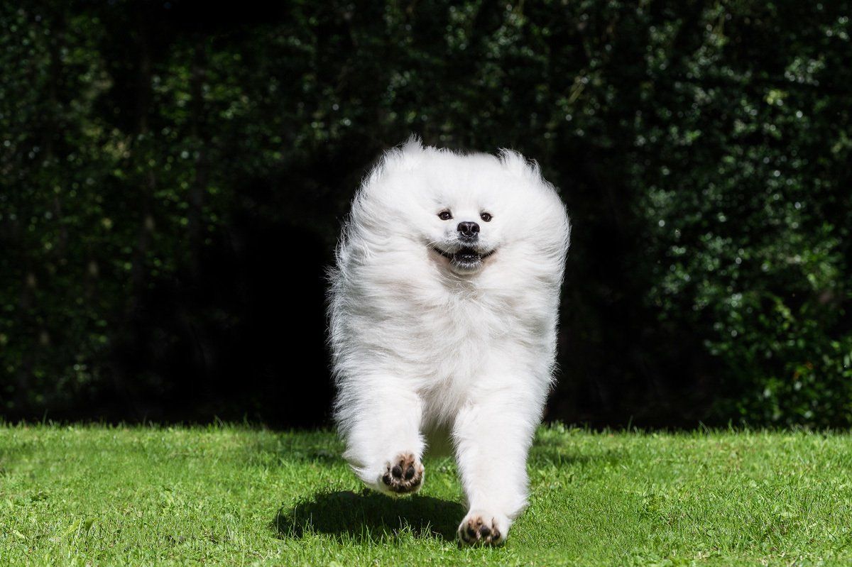 A stunning Samoyed dog's fur is pushed back as it charges towards the camera.