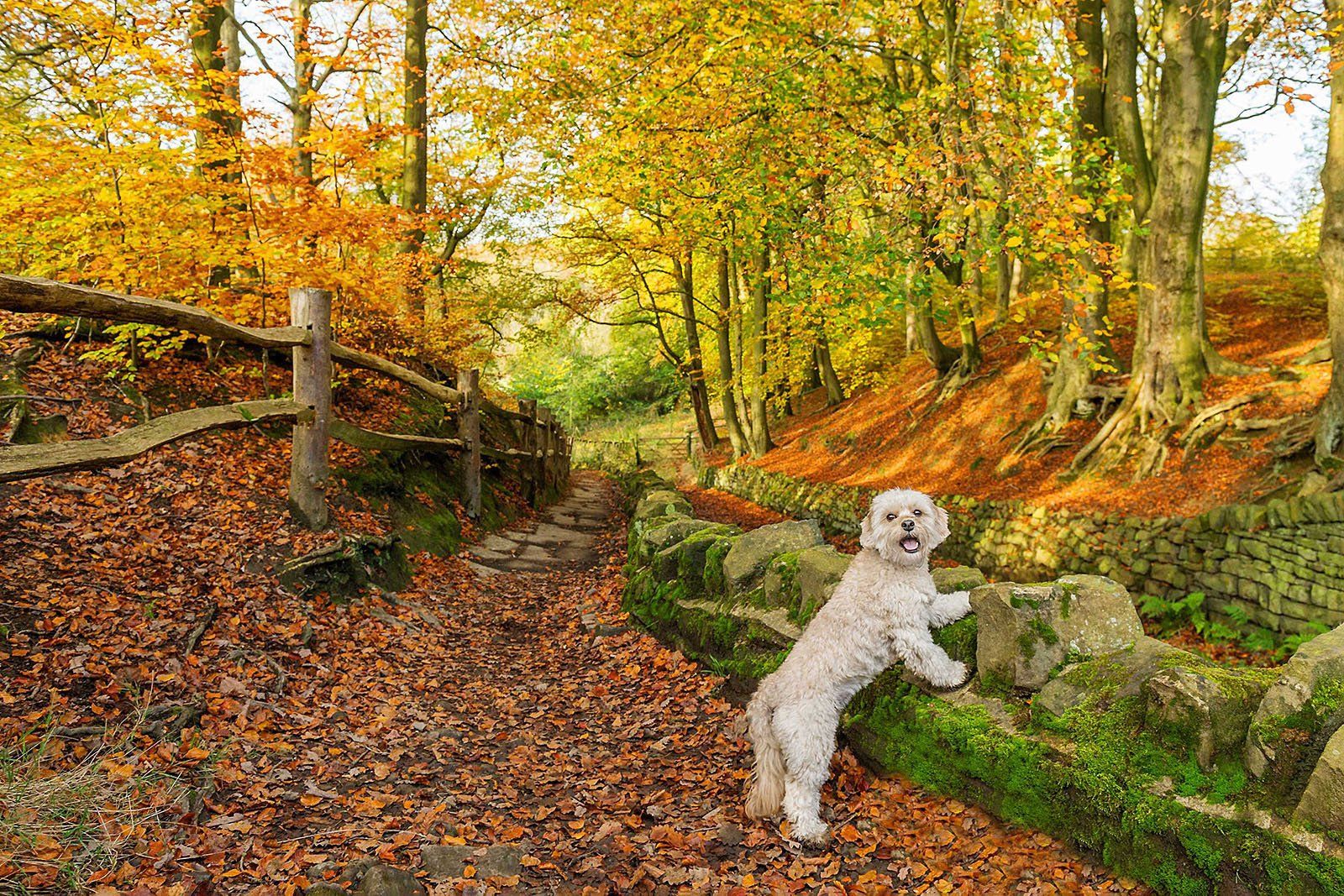 A small Cavapoo dog poses with her front paws on a wall, in a colourful Judy Woods.