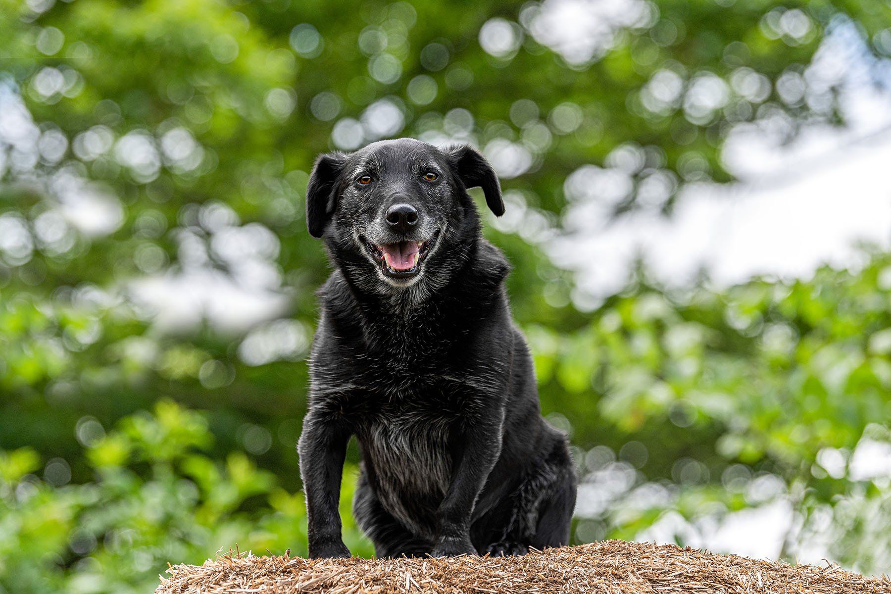 A mongrel dog sits on top of a hay bale.