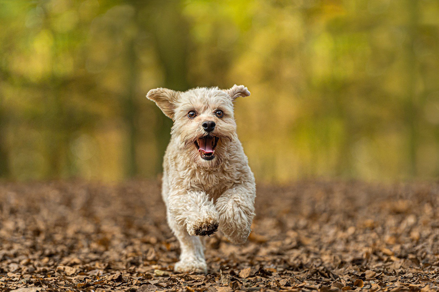 A Cavapoo dog runs through an Autumnal Judy Woods.