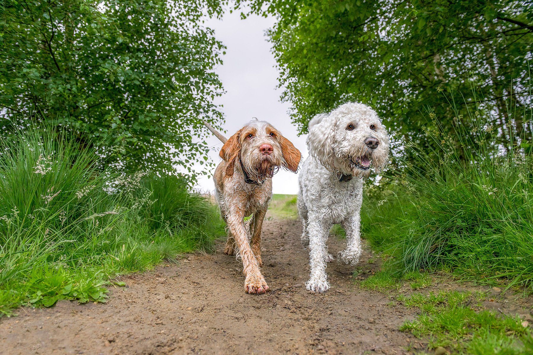 An Italian Spinoni and Labradoodle dogs out on a walk through nature.