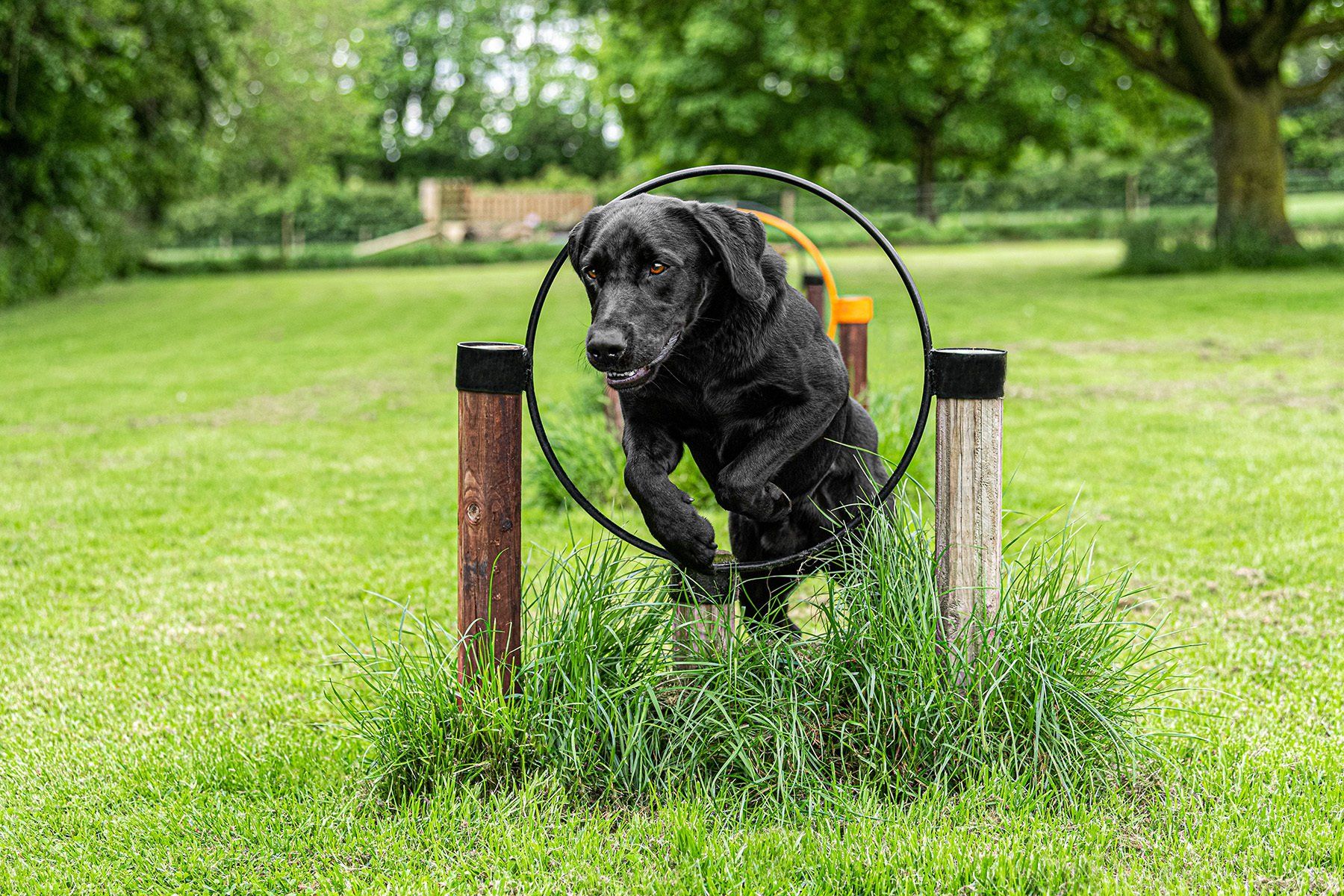 A Black Labrador dog jumps through an agility hoop.