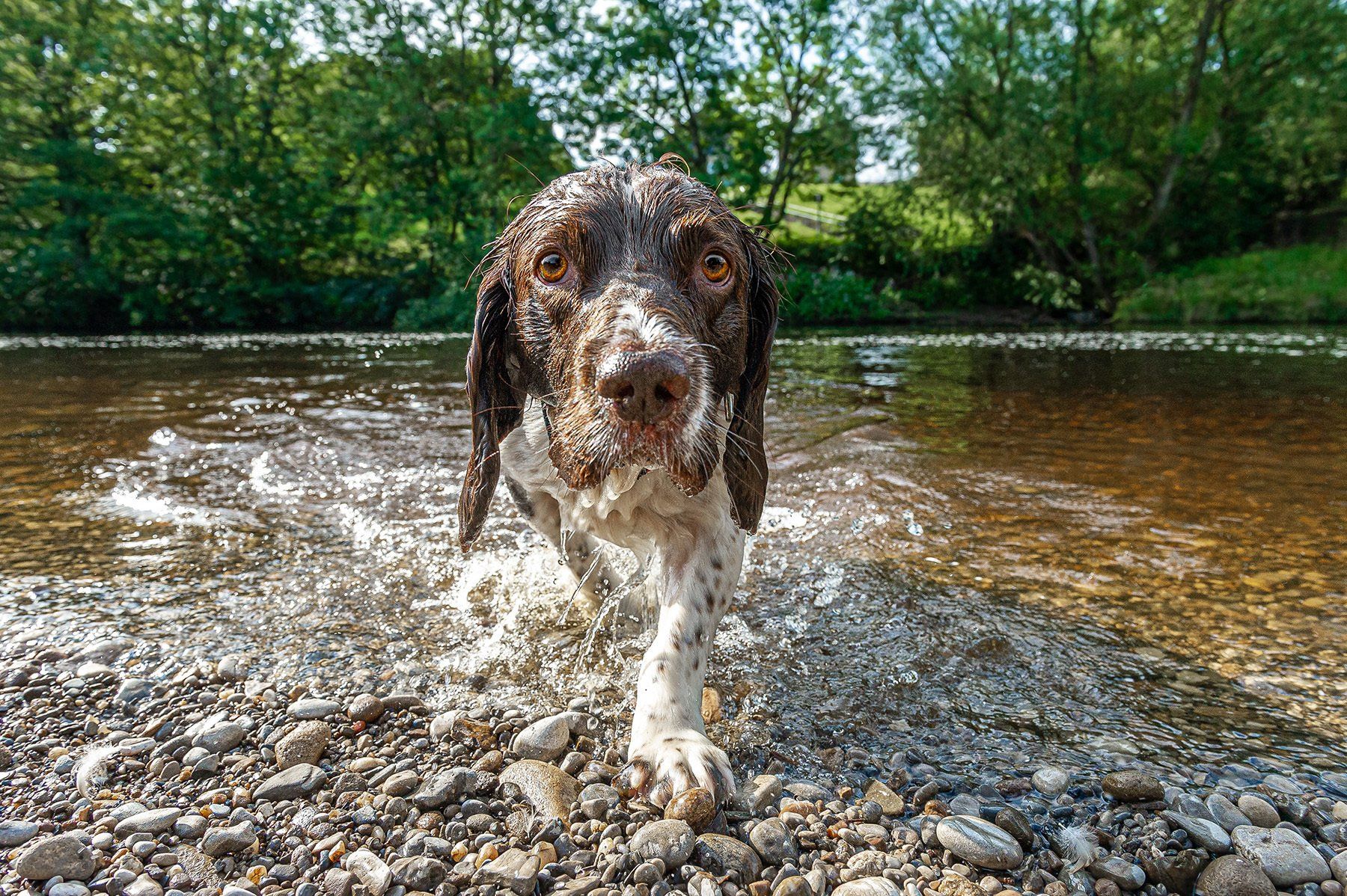A Springer Spaniel dog emerges from the water at Ilkley River.