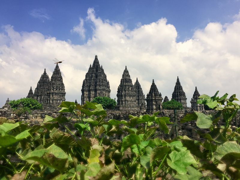 Die hinduistische Tempelanlage Prambanan auf Java ragt mit ihren steilen, kunstvollen Türmen über grünem Pflanzenvordergrund auf.