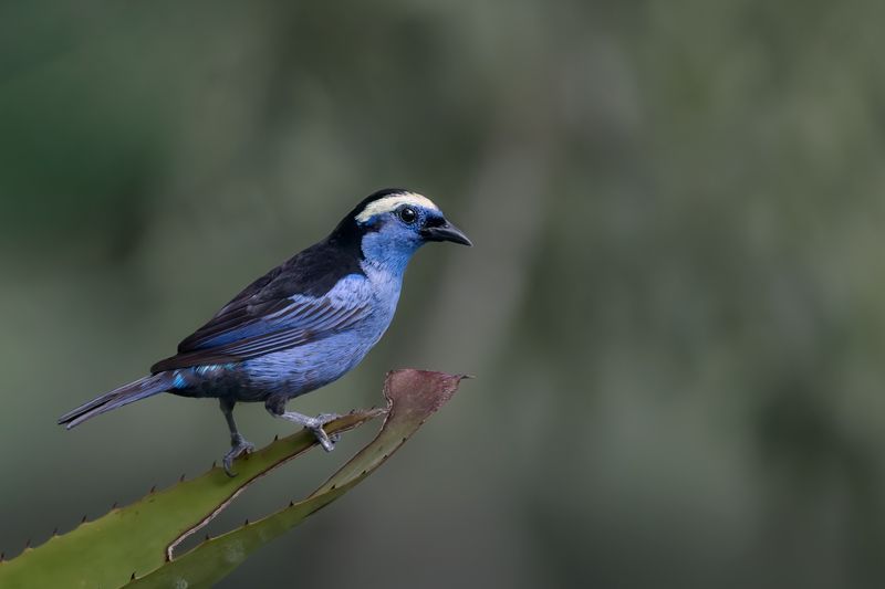 Eine Opalscheiteltangare mit blauem Gefieder und heller Kopfzeichnung sitzt auf einem Zweig. Der Hintergrund ist weich und grünlich.