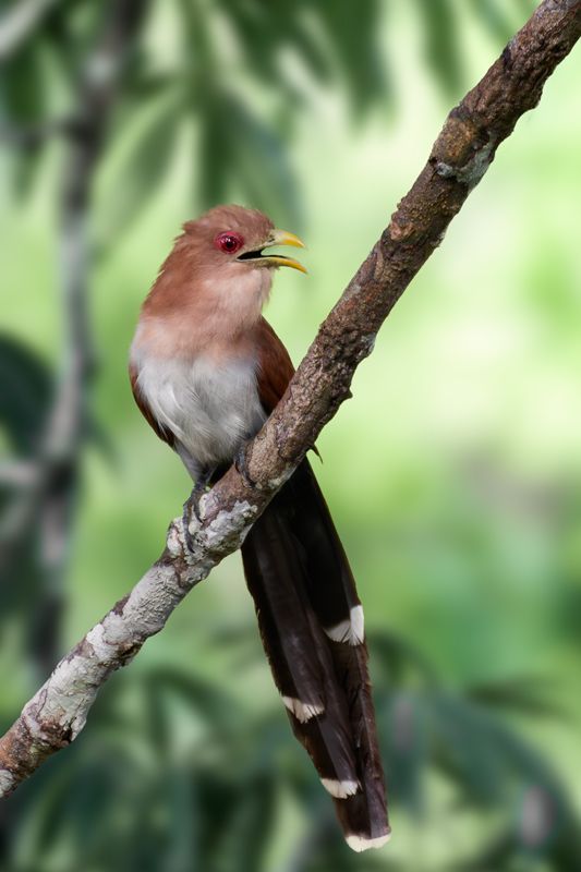 Eichhornkuckuck