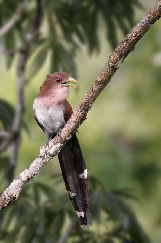 Ein Eichhornkuckuck mit gelbem Schnabel sitzt auf einem Ast. Sein rötlichbraunes Gefieder kontrastiert mit dem grünen Hintergrund.