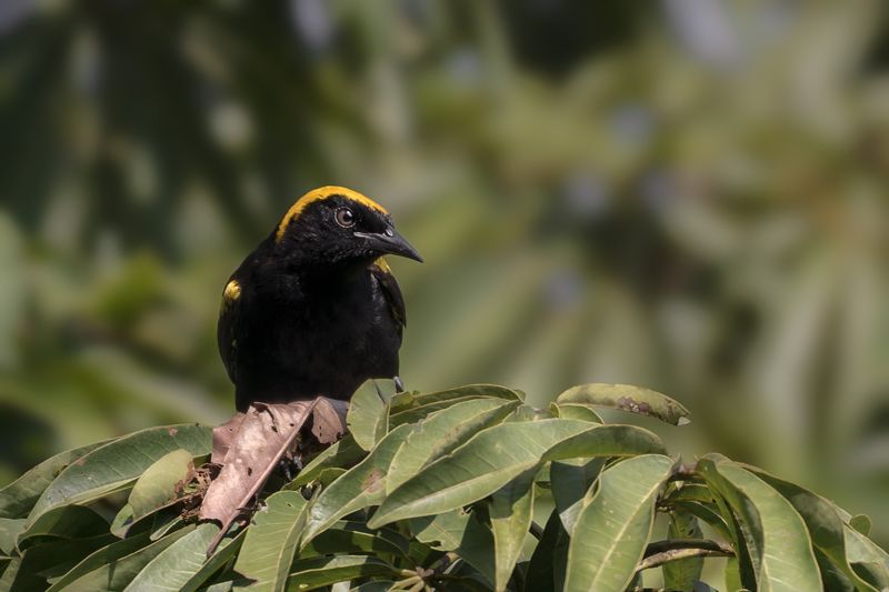 Ein Epaulettentrupial sitzt auf grünen Blättern. Ihr schwarzes Gefieder und der goldene Scheitel leuchten im Sonnenlicht.