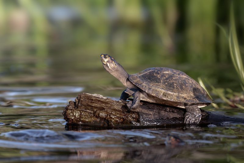 Gelbkopfamazonasschildkröte