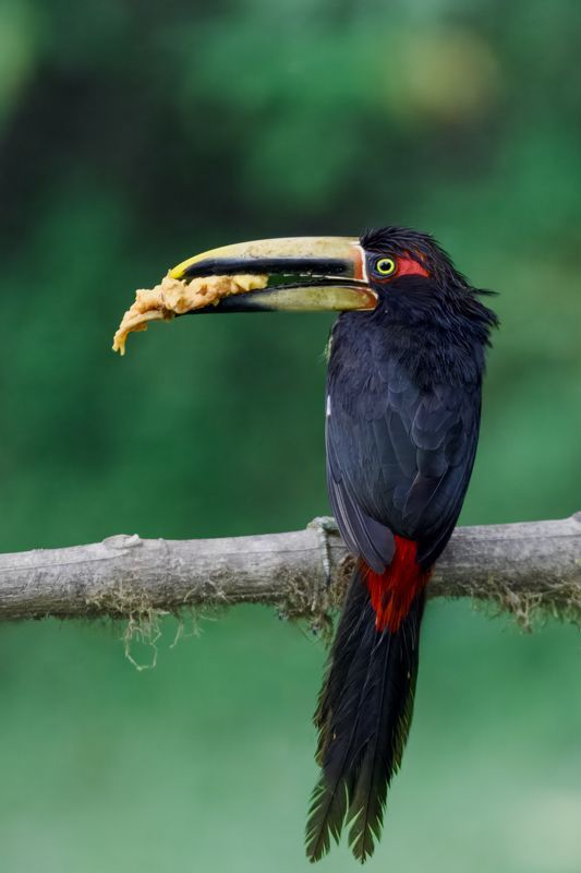 Halsbandarassari