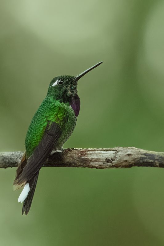 Purpurbrustkolibri